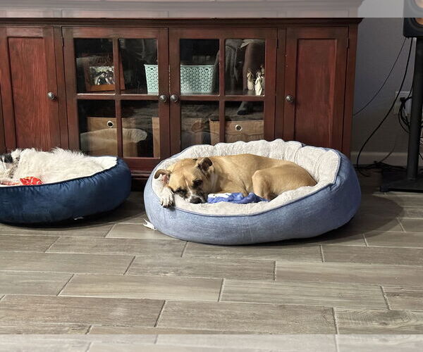 Medium Photo #2 Boxador Puppy For Sale in Chandler, AZ, USA