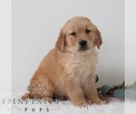 Small #5 Golden Retriever