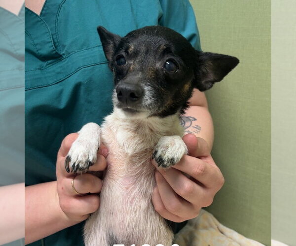 Medium Photo #1 Chihuahua Puppy For Sale in Chico, CA, USA