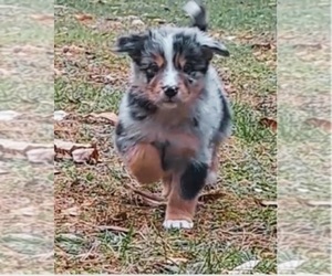 Australian Shepherd Puppy for sale in CLARKSBURG, MA, USA