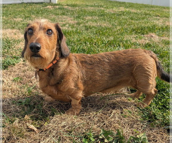 Medium Photo #3 Dachshund Puppy For Sale in Shelbyville, TN, USA