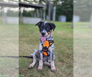 Australian Shepherd-Unknown Mix Dogs for adoption in Garden City, NY, USA