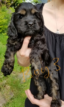 Medium Photo #1 Cocker Spaniel Puppy For Sale in EVERETT, WA, USA