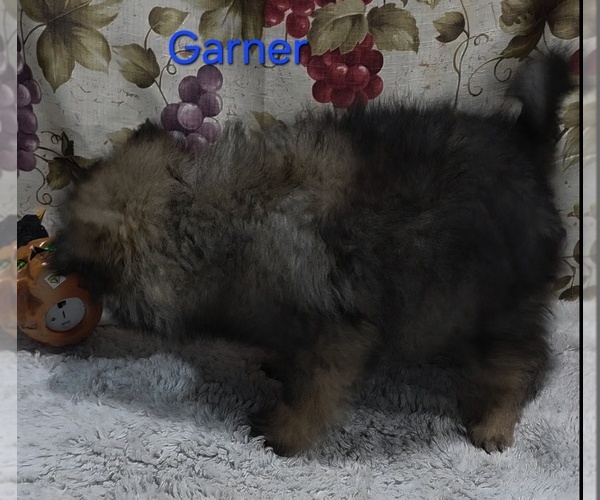Medium Photo #3 Pomeranian Puppy For Sale in AZLE, TX, USA