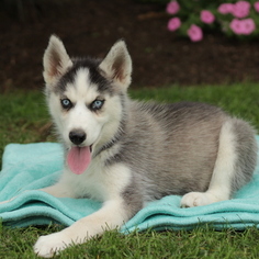 Siberian Husky Puppy for sale in GAP, PA, USA