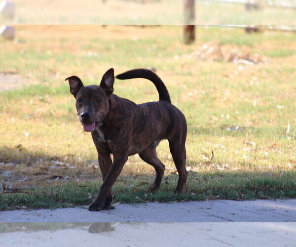 Medium Photo #2 American Pit Bull Terrier-Unknown Mix Puppy For Sale in El Centro, CA, USA