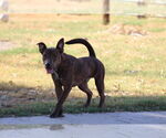 Small #1 American Pit Bull Terrier Mix