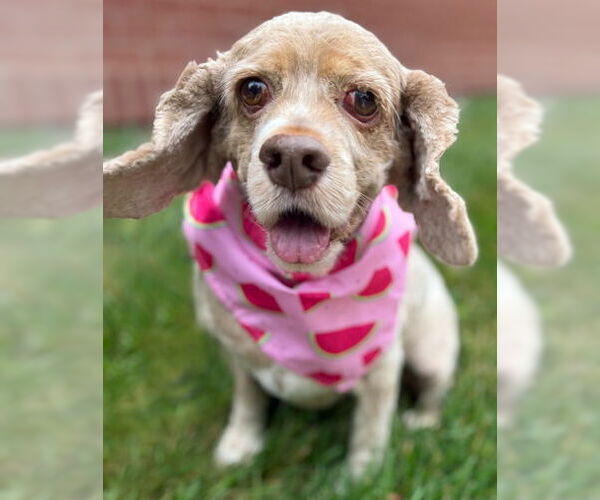 Medium Photo #4 Cocker Spaniel Puppy For Sale in Arlington, VA, USA