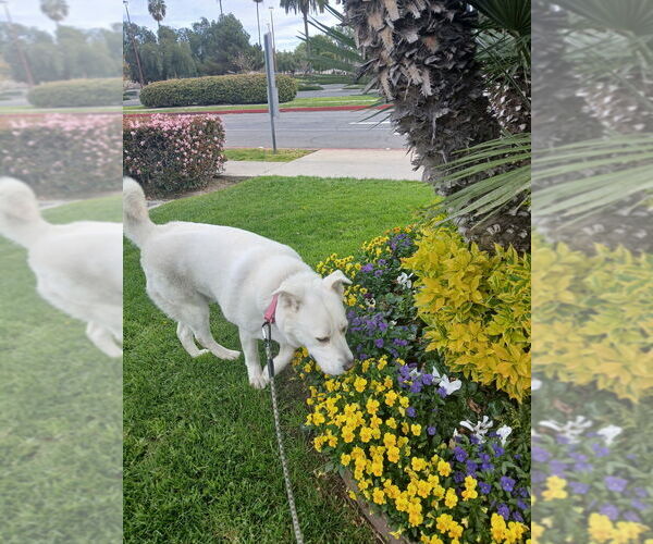 Medium Photo #1 Akita-Labrador Retriever Mix Puppy For Sale in Dana Point, CA, USA