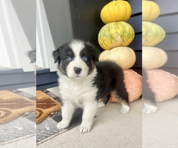 Medium Photo #3 Australian Shepherd Puppy For Sale in LODA, IL, USA