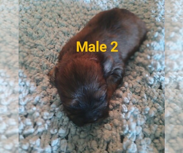 Medium Photo #3 Malchi Puppy For Sale in WOBURN, MA, USA