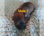 Small #2 Malchi