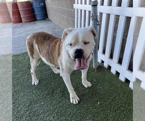 Bulloxer Dogs for adoption in Modesto, CA, USA