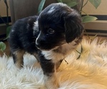 Small Photo #4 Miniature Australian Shepherd Puppy For Sale in TONASKET, WA, USA