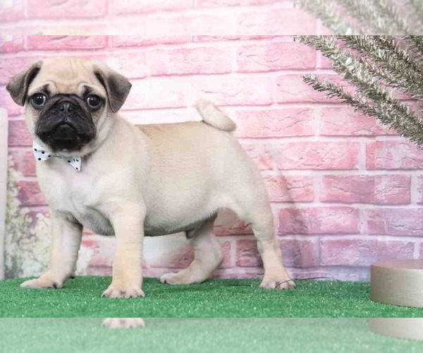 Medium Photo #1 Pug Puppy For Sale in BEL AIR, MD, USA