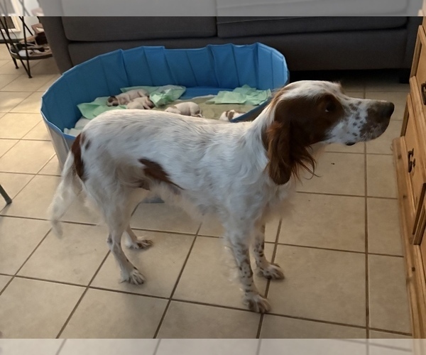 Medium Photo #1 Irish Red and White Setter Puppy For Sale in MILES, TX, USA