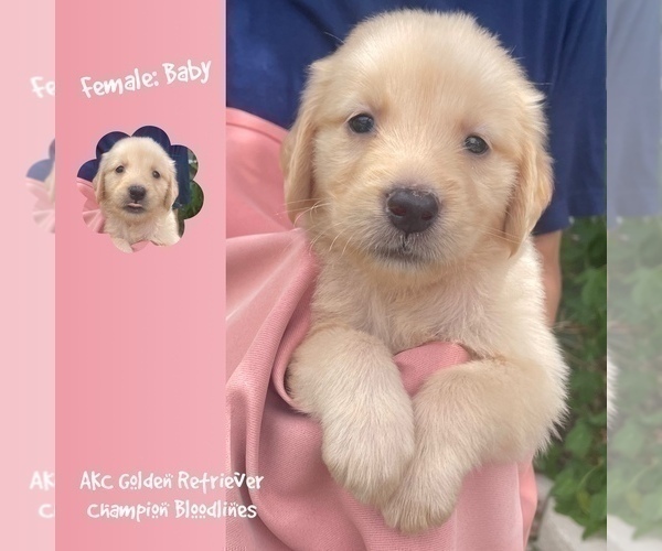Medium Photo #11 Golden Retriever Puppy For Sale in SUGAR LAND, TX, USA
