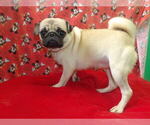 Small #3 Pug