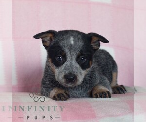 Australian Cattle Dog Puppy for sale in ATGLEN, PA, USA