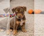 Small Photo #6 Mutt Puppy For Sale in Euless, TX, USA