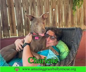 Charlene (Char) - Female Labrador Retriever-Unknown Mix Dog for Adoption - Photo #15