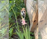 Small Mutt
