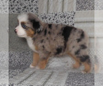 Small #4 Miniature Australian Shepherd