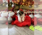 Small Photo #7 Shih Tzu Puppy For Sale in NAPLES, FL, USA
