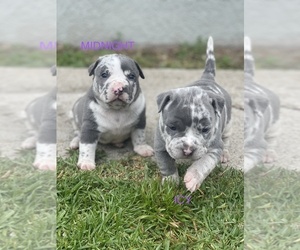 American Bully Puppy for Sale in UPLAND, California USA