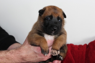 Belgian Malinois Puppy for sale in VALPARAISO, IN, USA