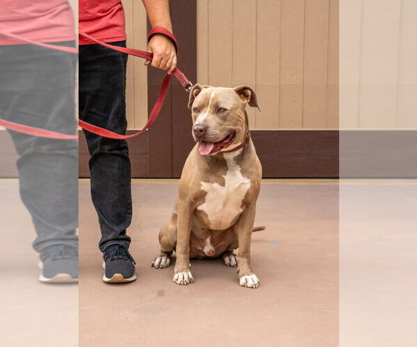 Medium Photo #27 American Staffordshire Terrier-Unknown Mix Puppy For Sale in Lake Forest, CA, USA