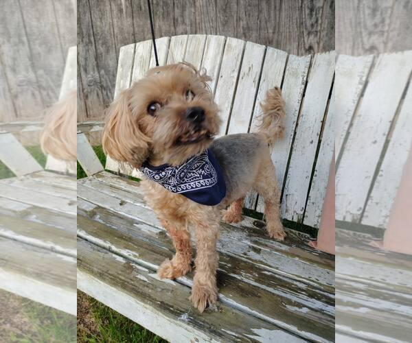Medium Photo #1 Mutt Puppy For Sale in Hinton, WV, USA