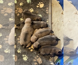 Pug Puppy for sale in MARINETTE, WI, USA