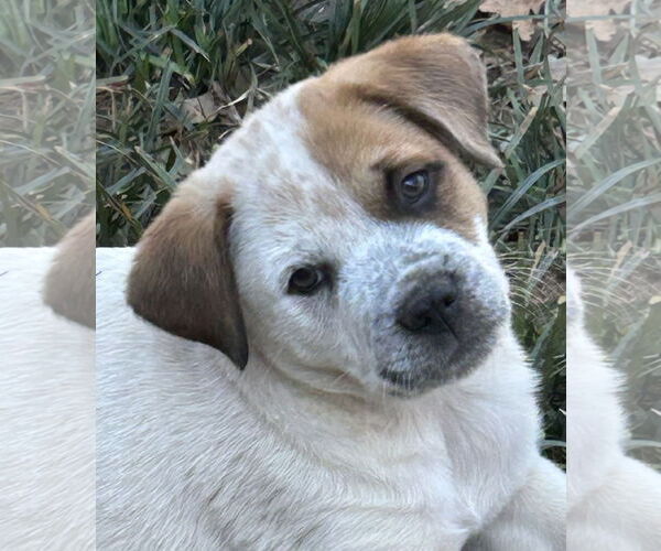 Medium Photo #3 Mutt Puppy For Sale in Rockaway, NJ, USA