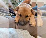 Small #4 Boxer Mix