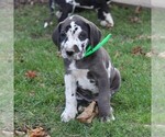 Small Photo #1 Great Dane Puppy For Sale in LITITZ, PA, USA