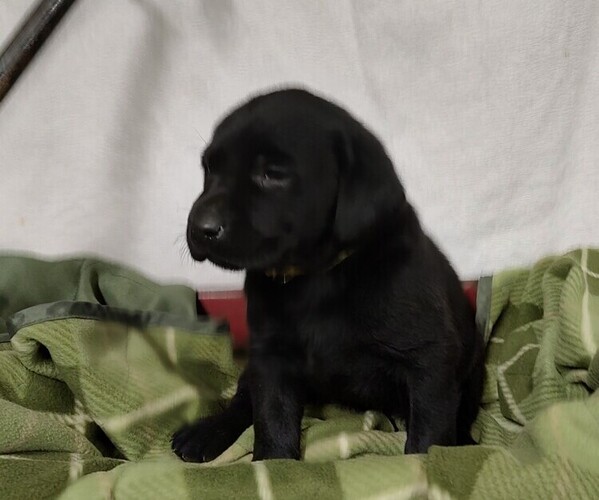 Medium Photo #6 Labrador Retriever Puppy For Sale in RANDOLPH, WI, USA