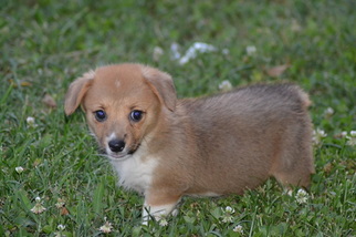 Pembroke Welsh Corgi Puppy for sale in PORT CHARLOTTE, FL, USA