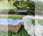 Small #15 West Highland White Terrier