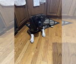 Small #2 Boxer