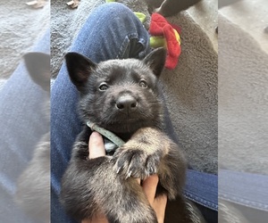 Medium German Shepherd Dog