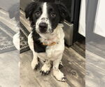 Small Border Collie Mix