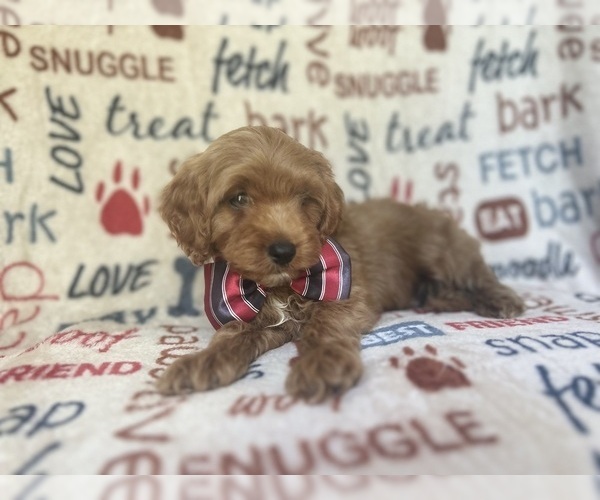 Medium Photo #5 Cavapoo Puppy For Sale in LAKELAND, FL, USA