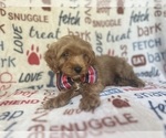 Small #4 Cavapoo
