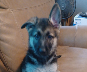 German Shepherd Dog Puppy for sale in JACKSONVILLE, FL, USA