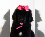 Small #1 Newfoundland