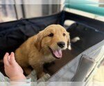 Small #4 Golden Retriever