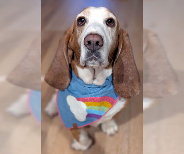 Medium Photo #4 Basset Hound Puppy For Sale in Deepwater, NJ, USA