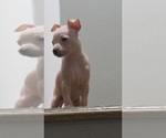 Small #1 Miniature American Hairless Terrier