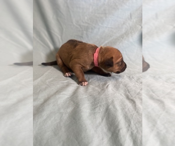 Medium Photo #125 Rhodesian Ridgeback Puppy For Sale in KELLER, TX, USA